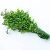 Organic Foraged Ferns / 250 gr