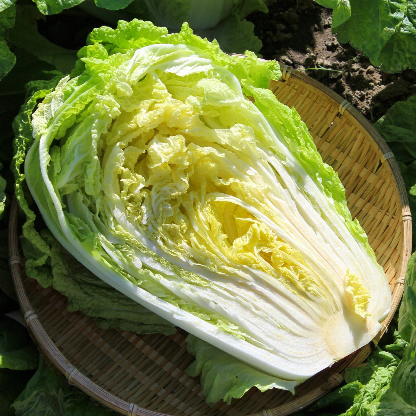 Organic Napa Cabbage 